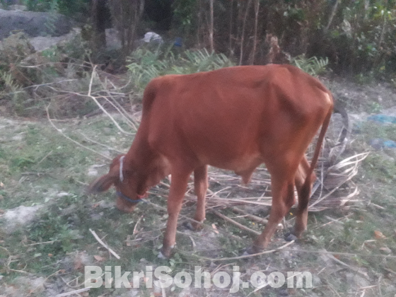 আর্জেন্ট গরু বিক্রি করতে চাই